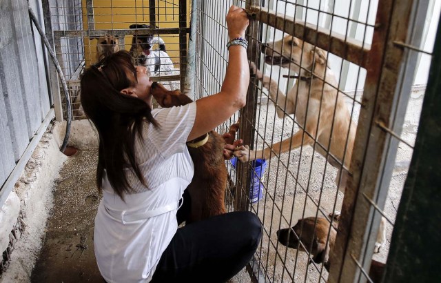 Palestinian Diana Babish, an ex-banker from Bethlehem, takes care of dogs at the first dog shelter in the West Bank, in the town of Beit Sahour near the biblical city, on August 25, 2017. The shelter, which is now home to around 40 dogs, opened 18 months ago after Diana Babish -- who has no veterinary or medical background -- gave up a 20-year career in banking to devote her life to care for the animals. About 200 puppies and 130 mature dogs have been treated, given affection, fed and prepared for adoption since the shelter opened. / AFP PHOTO / Musa AL SHAER