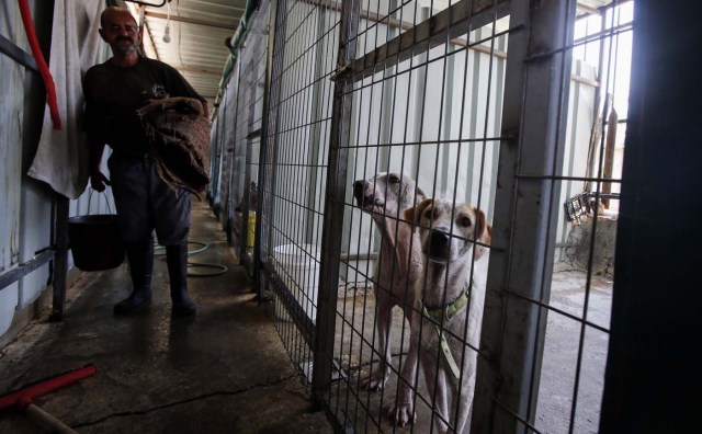 A Palestinian worker from Bethlehem assists in the taking care of dogs at the first dog shelter in the West Bank, in the town of Beit Sahour near the biblical city, on August 25, 2017. The shelter, which is now home to around 40 dogs, opened 18 months ago after Diana Babish -- who has no veterinary or medical background -- gave up a 20-year career in banking to devote her life to care for the animals. About 200 puppies and 130 mature dogs have been treated, given affection, fed and prepared for adoption since the shelter opened. / AFP PHOTO / Musa AL SHAER