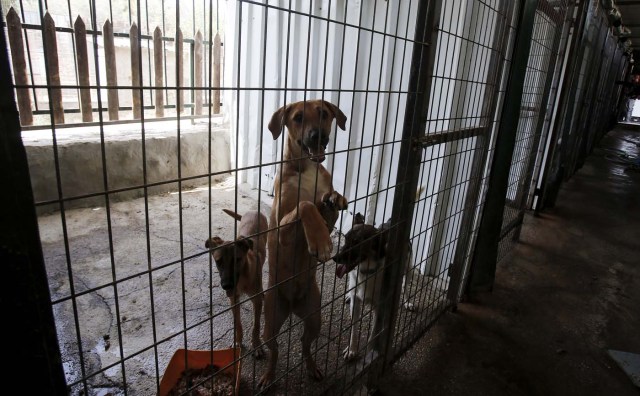 A picture taken on August 25, 2017 shows dogs in a cage at the first dog shelter in the West Bank, in the town of Beit Sahour near Bethlehem, on August 25, 2017. The shelter, which is now home to around 40 dogs, opened 18 months ago after Diana Babish -- who has no veterinary or medical background -- gave up a 20-year career in banking to devote her life to care for the animals. About 200 puppies and 130 mature dogs have been treated, given affection, fed and prepared for adoption since the shelter opened. / AFP PHOTO / Musa AL SHAER