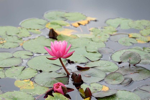 A picture shows water lilies at the Latour-Marliac nursery in Le Temple-sur-Lot, southwestern France, on August 23, 2017. The Latour-Marliac nursery, a first of its kind in Europe, has been growing coloured water lilies since 1870 and was a source of inspiration for French painter Claude Monet's "Water Lilies" (Nympheas) series. / AFP PHOTO / Nicolas TUCAT