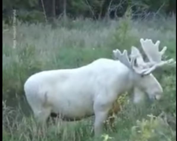 Captan imágenes de un extraño alce blanco (Foto y video)