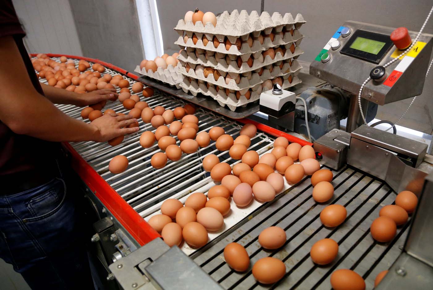 Francia reconoce la venta de huevos contaminados pero descarta peligro humano