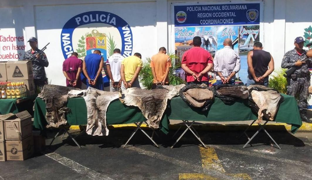 Desmantelaron a la banda de los “Pela-burros” en Punto Fijo (+fotos)