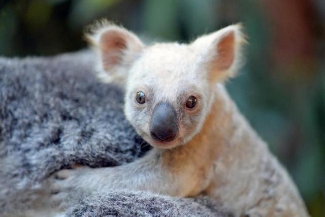 koala3