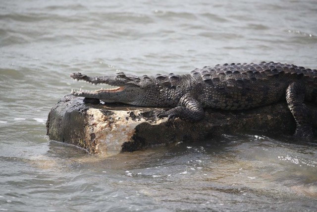 MIAMI, FL - SEPTEMBER 11: A crocodile is seen at the Dinner Key marina after hurricane Irma passed through the area on September 11, 2017 in Miami, Florida. Hurricane Irma made landfall in the Florida Keys as a Category 4 storm on Sunday, lashing the state with 130 mph winds as it moved up the coast. Joe Raedle/Getty Images/AFP