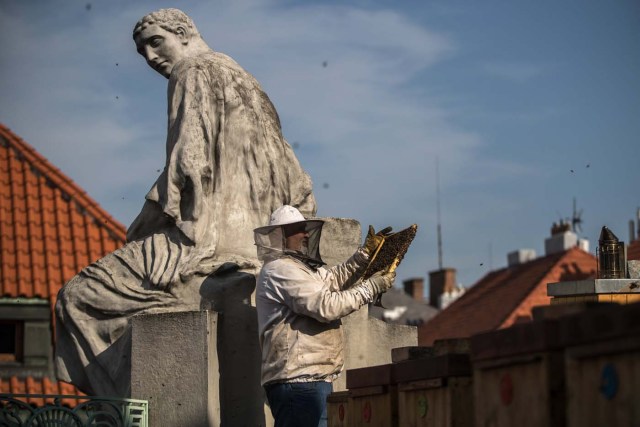 GAM02 PRAGA (R. CHECA), 27/09/2017.- Un apicultor revisa un panal de abejas en la azotea del Ayuntamiento de Praga (República Checa) hoy, 27 de septiembre de 2017. Los seis paneles colocados en dicha azotea han producido 250 kg de miel desde su colocación hace un año. EFE/MARTIN DIVISEK