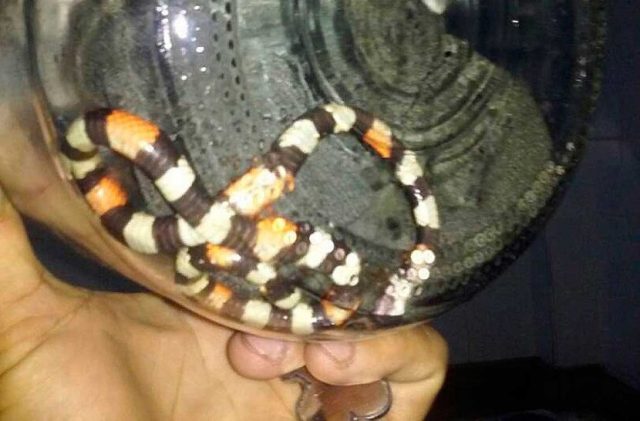 Foto: Muere joven barquisimetano tras ser mordido por culebra que tenia como mascota / La Prensa