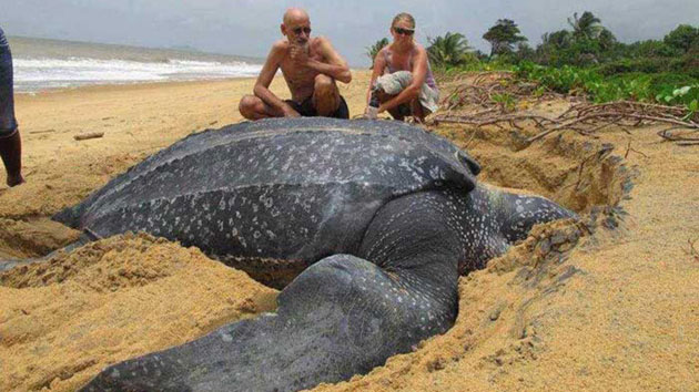 Tortuga-gigante-aparece