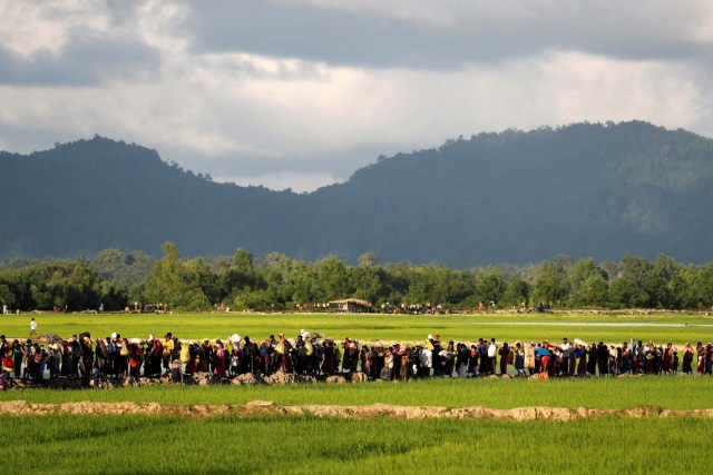 Rohingya refugees, who arrived from Myanmar last night, walk in a rice field after crossing the border in Palang Khali near Cox's Bazaar, Bangladesh October 9, 2017. REUTERS/Jorge Silva