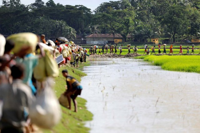 Rohingya refugees, who arrived from Myanmar last night, walk in a rice field after crossing the border in Palang Khali near Cox's Bazaar, Bangladesh October 9, 2017. REUTERS/Jorge Silva