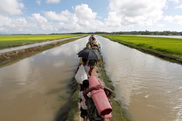 Rohingya refugees, who arrived from Myanmar last night, walk in a rice field after crossing the border in Palang Khali near Cox's Bazaar, Bangladesh October 9, 2017. REUTERS/Jorge Silva