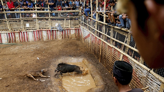 Las brutales peleas hasta la muerte entre perros y jabalíes en Indonesia (Fotos sensibles)