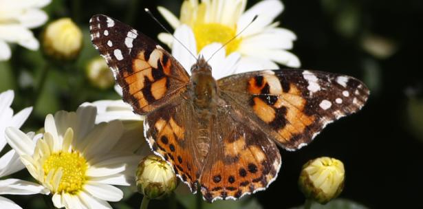 ¡WTF! Mancha detectada por radar era una enorme nube de mariposas migrando