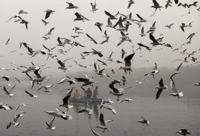 People ride a boat as seagulls fly over the waters of the river Yamuna on a smoggy morning in New Delhi, India, November 8, 2017. REUTERS/Saumya Khandelwal