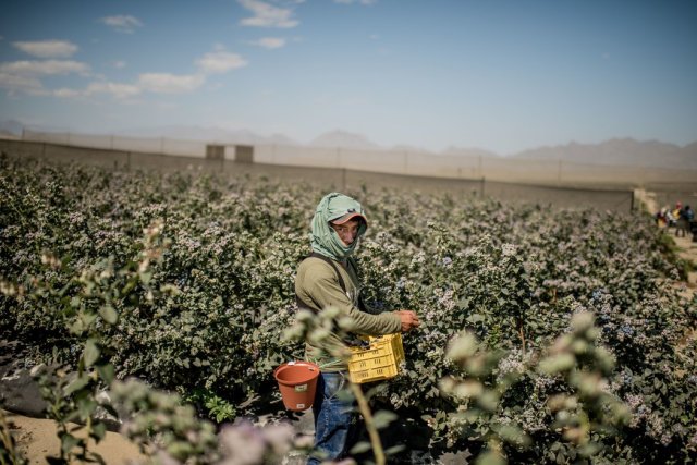 Las moras o arándanos en esta terracería llegan a ser hasta cinco veces más grandes que en otras partes. (Foto: Tomas Munita para The New York Times)