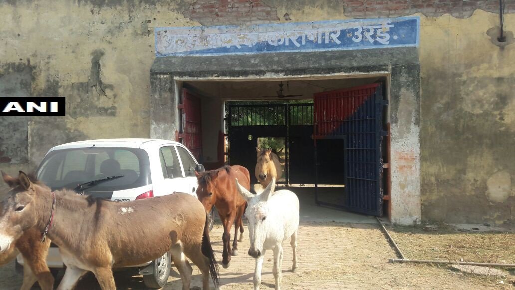 Privan de libertad a ocho burros por zamparse las flores de complejo residencial