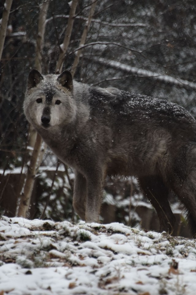 A grey wolf walks under falling snow at the Smithsonian zoo in Washington DC on December 0, 2017.  / AFP PHOTO / ERIC BARADAT