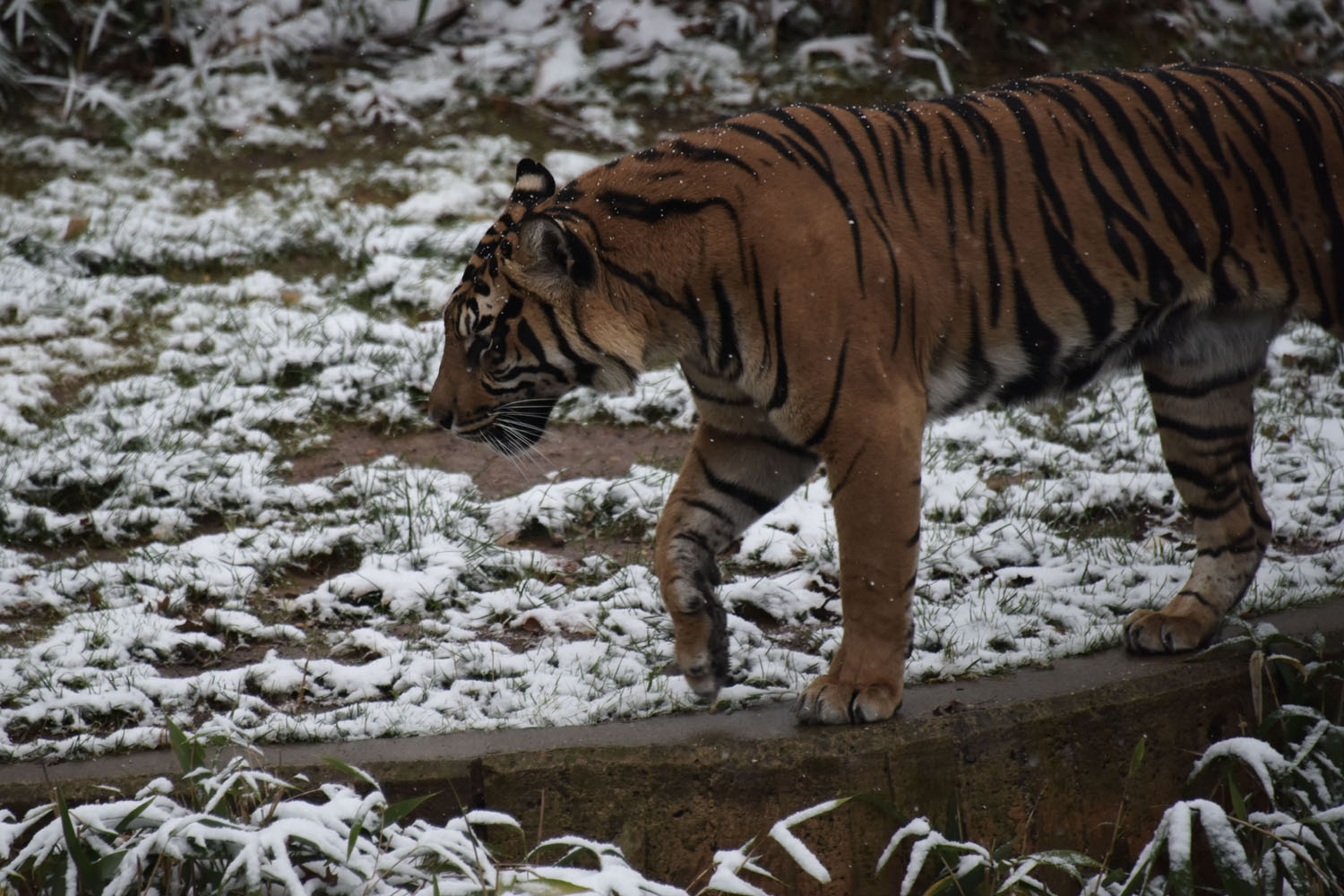 ¡Asombrosa! Así se ve la nevada en el zoológico de Washington DC (Fotos)