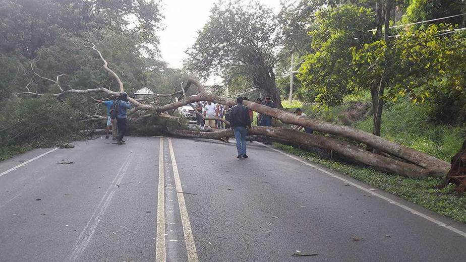 Corpoelec cortó el árbol equivocado en urbanización de Miranda