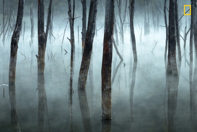 Cold and misty Mención de honor en la categoría: Paisajes La niebla matinal empaña los árboles muertos del lago Cuejdel, en Rumania; un embalse natural creado por el deslizamiento de tierra. Foto: Gheorghe Popa / National Geographic Nature Photographer of the Year 2017