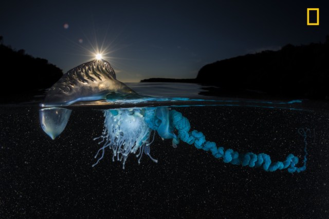 Drift Premio del público en la categoría: Bajo el agua Una carabela portuguesa se acerca a la playa en una mañana de verano. Miles de estas medusas se acumulan en la costa este de Australia todos los años. Foto: Mattew Smith / National Geographic Nature Photographer of the Year 2017