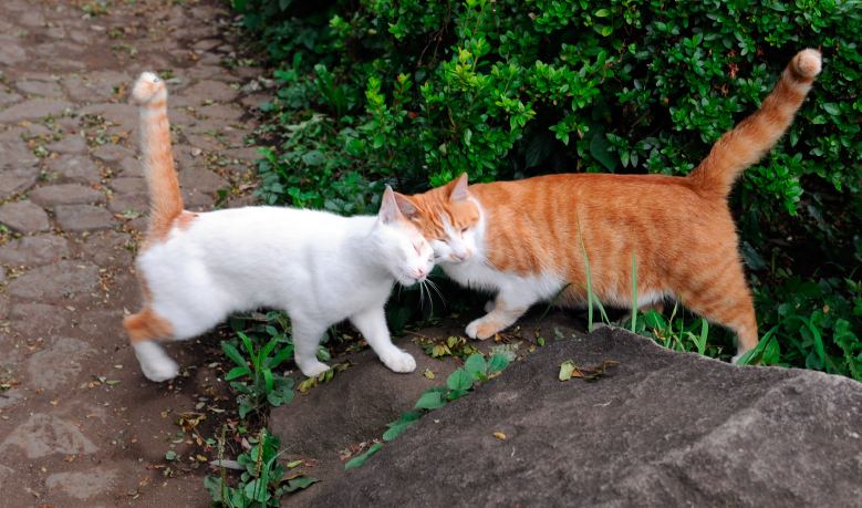 Esta es la extraña razón por la que hay tantos gatos con las patas de color blanco