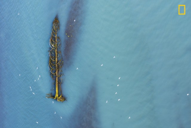 Life after life Mención de honor en la categoría: Fotografía aérea Un grupo de gaviotas migratorias toman vuelo desde un cedro que es trasportado río abajo por un río de deshielo en la Columbia Británica canadiense. Foto: Agathe Bernard / National Geographic Nature Photographer of the Year 2017