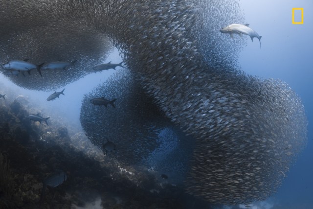 Predators on a bait ball Mención de honor en la categoría: Bajo el agua Preparándose para ataca, varios sábalos acechan a esta escuela de peces forma de cinta frente a la costa de Bonaire, en el Mar Caribe. Foto: Jennifer Oneil / National Geographic Nature Photographer of the Year 2017