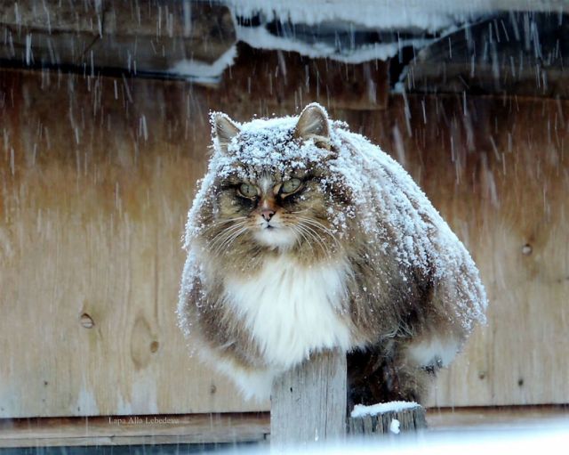 siberian-farm-cats-alla-lebedeva-11-5a3380d6de9fa__880