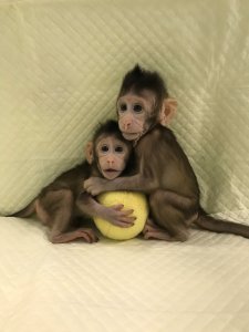 Científicos chinos superan barrera clave al clonar monos