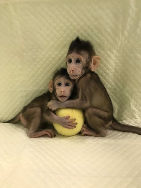 Zhong Zhong and Hua Hua, two cloned long tailed macaque monkeys are seen at the Non-Primate facility at the Chinese Academy of Sciences in Shanghai, China January 10, 2018. Picture taken January 10, 2018. Qiang Sun and Mu-ming Poo, Chinese Academy of Sciences handout from Cell/ via REUTERS THIS IMAGE HAS BEEN SUPPLIED BY A THIRD PARTY. NO RESALES. NO ARCHIVES.