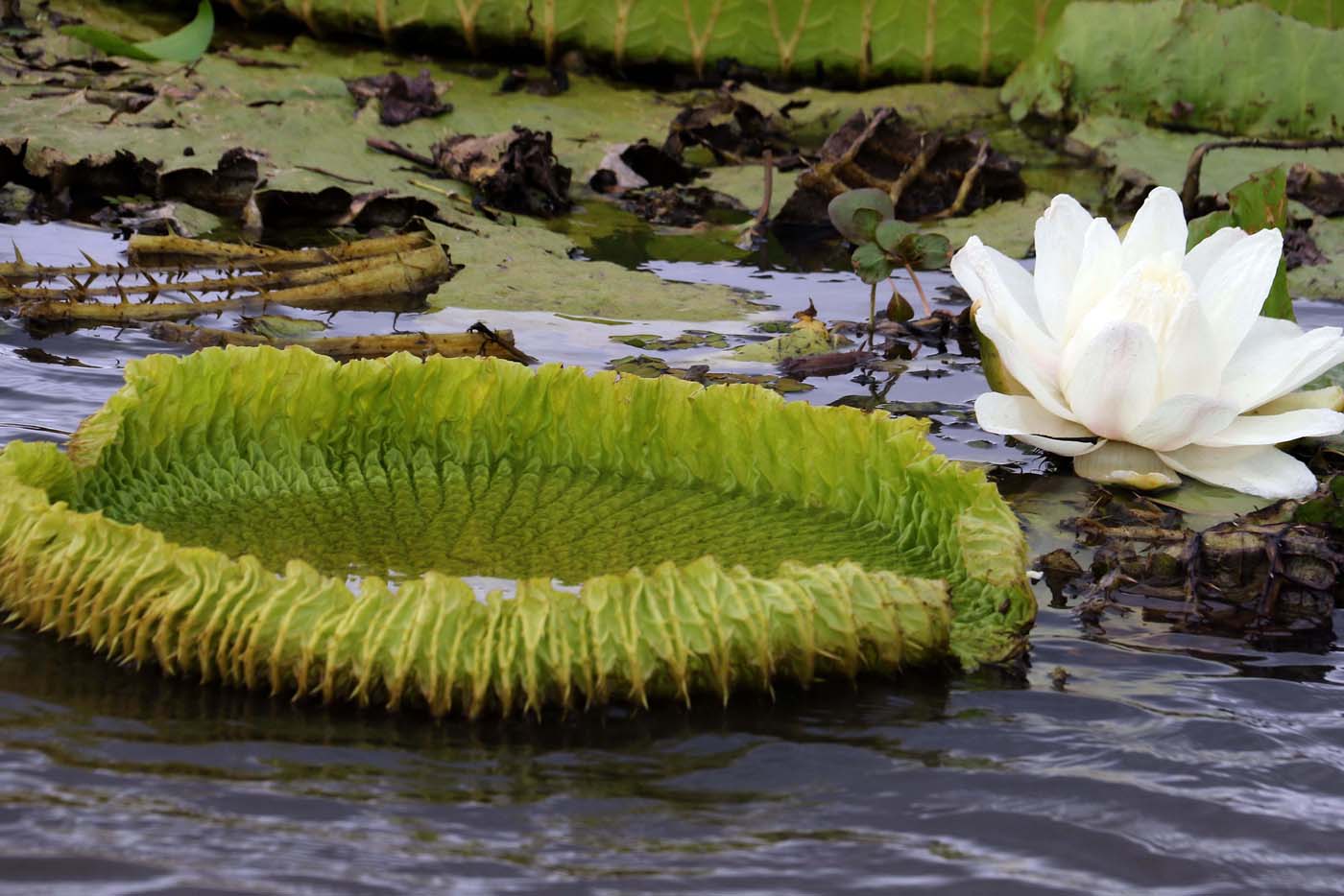 Un manto de lirios brota en un río de Paraguay (fotos)