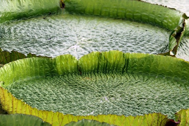 ACOMPAÑA CRÓNICA: PARAGUAY MEDIOAMBIENTE - ASU05. LIMPIO (PARAGUAY), 10/01/2018.- Vista de las plantas acuáticas conocidas en guaraní como Yakare Yrupe hoy, miércoles 10 de enero de 2018, en la localidad de Limpio, ciudad a 23 kilómetros de Asunción (Paraguay). Un manto verdoso de lirios sobre el agua de una laguna cercana al río Paraguay en la localidad de Limpio, a 30 kilómetros al norte de Asunción, se convirtió estos días en un repentino reclamo turístico para miles de personas que acudieron a presenciar esta sorpresiva maravilla natural. EFE/Andrés Cristaldo