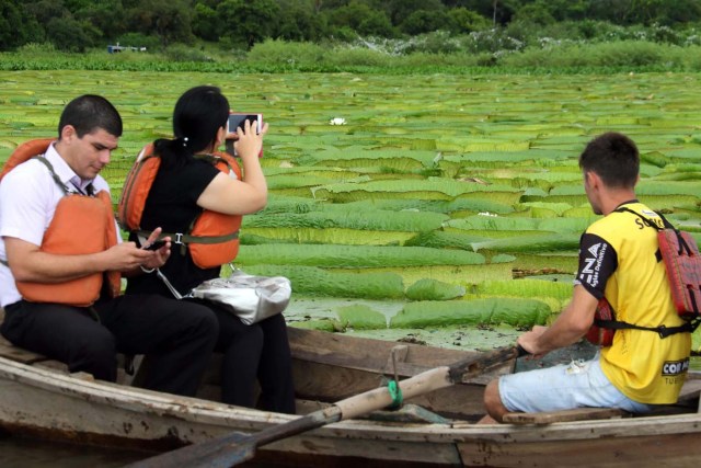 ACOMPAÑA CRÓNICA: PARAGUAY MEDIOAMBIENTE - ASU08. LIMPIO (PARAGUAY), 10/01/2018.- Turistas navegan junto a las plantas acuáticas conocidas en guaraní como Yakare Yrupe hoy, miércoles 10 de enero de 2018, en la localidad de Limpio, ciudad a 23 kilómetros de Asunción (Paraguay). Un manto verdoso de lirios sobre el agua de una laguna cercana al río Paraguay en la localidad de Limpio, a 30 kilómetros al norte de Asunción, se convirtió estos días en un repentino reclamo turístico para miles de personas que acudieron a presenciar esta sorpresiva maravilla natural. EFE/Andrés Cristaldo