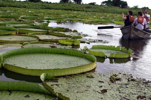 ACOMPAÑA CRÓNICA: PARAGUAY MEDIOAMBIENTE - ASU09. LIMPIO (PARAGUAY), 10/01/2018.- Turistas navegan junto a las plantas acuáticas conocidas en guaraní como Yakare Yrupe hoy, miércoles 10 de enero de 2018, en la localidad de Limpio, ciudad a 23 kilómetros de Asunción (Paraguay). Un manto verdoso de lirios sobre el agua de una laguna cercana al río Paraguay en la localidad de Limpio, a 30 kilómetros al norte de Asunción, se convirtió estos días en un repentino reclamo turístico para miles de personas que acudieron a presenciar esta sorpresiva maravilla natural. EFE/Andrés Cristaldo