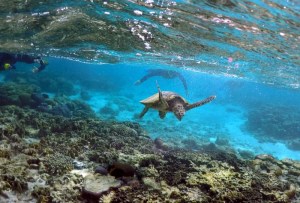 Calentamiento global provoca más nacimientos de tortugas verdes hembra en Gran Barrera de Coral