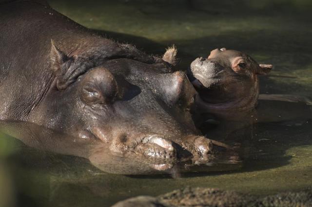 Fotografía del 13 de enero de 2018 cedida por Disney, donde aparece un hipopótamo del Nilo que nació este martes en el parque de atracciones de Disney Animal Kingdom en Lake Buena Vista, Florida (EE.UU.). Un hipopótamo del Nilo, una especie "vulnerable", nació en Florida (EE.UU.) como parte de un programa de conservación de fauna del parque temático Animal Kingdom, de Disney, en la ciudad de Orlando, en el centro del estado. EFE/David Roark/Disney/SOLO USO EDITORIAL/NO VENTAS