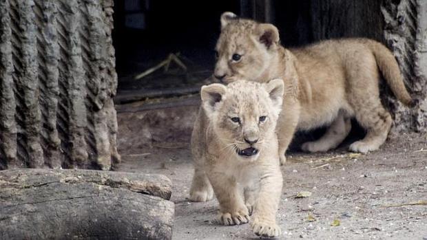 Dos cachorros de león en el zoo de Copenhague, Dinamarca - EFE