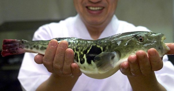 Una ciudad japonesa en alerta por la venta de pez globo que podría ser mortal