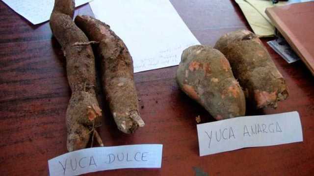 Yuca Dulce / Yuca Amarga