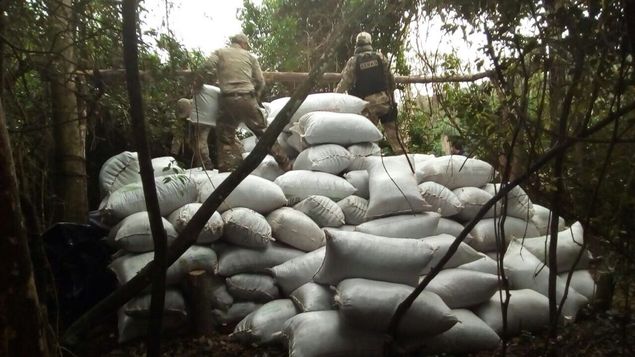 Hallan seis toneladas de marihuana en zona de cultivos en norte de Paraguay. Foto/SENAD Paraguay.