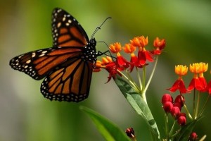 Estudio alerta sobre fuerte declive de mariposas monarca hibernando en California
