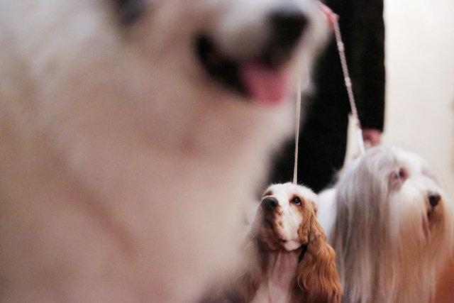 Lucy, the English Cocker Spaniel, looks on during a media preview event for the Westminster Kennel Club Dog Show in Manhattan, New York, U.S., January 30, 2018. REUTERS/Andrew Kelly