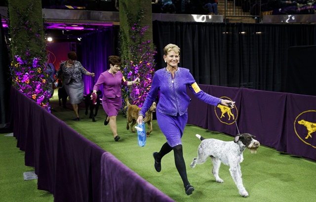 JLX01. NUEVA YORK (ESTADOS UNIDOS), 13/02/2018.- Perros y entrenadores del Grupo Sporting entran en el cuadrilátero donde se sitúan los jueces durante la Exposición Canina Westminster Kennel Club 2018 hoy, martes 13 de febrero de 2018, en el Madison Square Garden en Nueva York (EE.UU.). La competencia anual presenta cientos de perros de todo el país. EFE/JUSTIN LANE