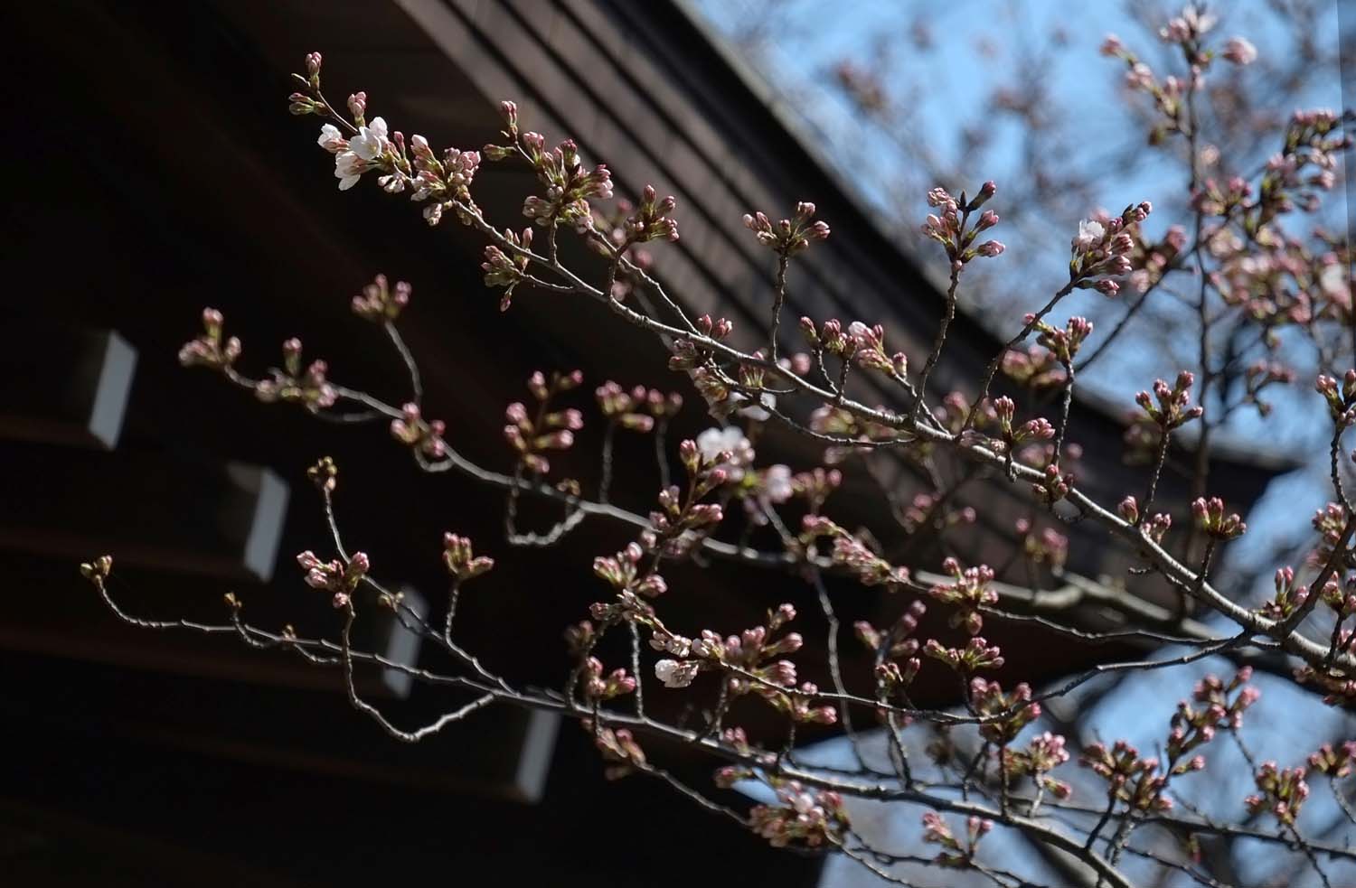 Cerezos en flor de Tokio tienen nuevo récord de inicio temprano