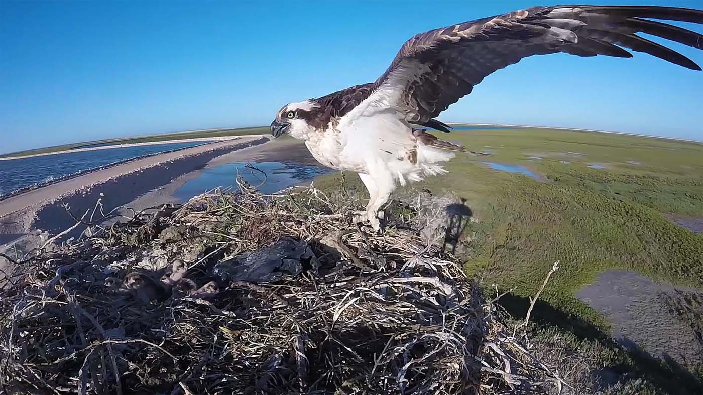 Baja California Sur, el bello escenario de migraciones de aves del mundo