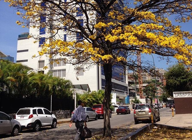 Araguaney, el árbol nacional // Foto @ginamoca