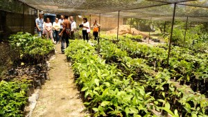 BID Invest promoverá producción de cacao en Carabobo