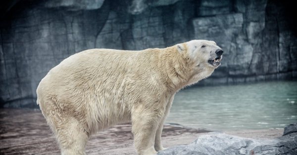 Fallece Inuka, el único oso polar nacido en el trópico