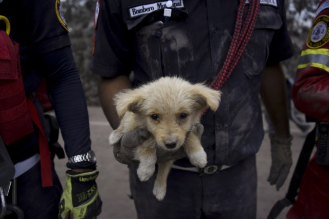 Imagen de un cachorro salvado por rescatadores en San Miguel Los Lotes, un pueblo en el departamento de Escuintla, a unos 35 km al suroeste de Ciudad de Guatemala, el 4 de junio de 2018, un día después de la erupción del volcán de Fuego Al menos 25 personas murieron, según el Coordinador Nacional de Reducción de Desastres (Conred), cuando el volcán Fuego de Guatemala entró en erupción el domingo, eructando cenizas y rocas y obligando al aeropuerto a cerrarse. / AFP PHOTO / Johan ORDONEZ